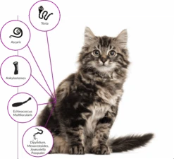 Drontal Chat 2 Cps -Beaphar Chat Boutique drontal tower hp cat graphic fr