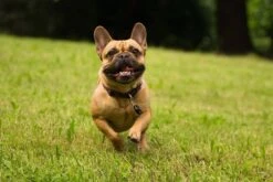 Tickless Pet Noir à Pile -Beaphar Chat Boutique tickless pet noir pile3