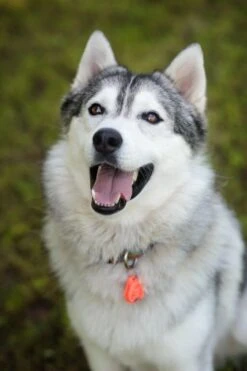 Tickless Pet Orange à Pile -Beaphar Chat Boutique tickless pet orange pile3 1