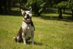 Tickless Pet Rose à Pile -Beaphar Chat Boutique tickless pet rose pile3