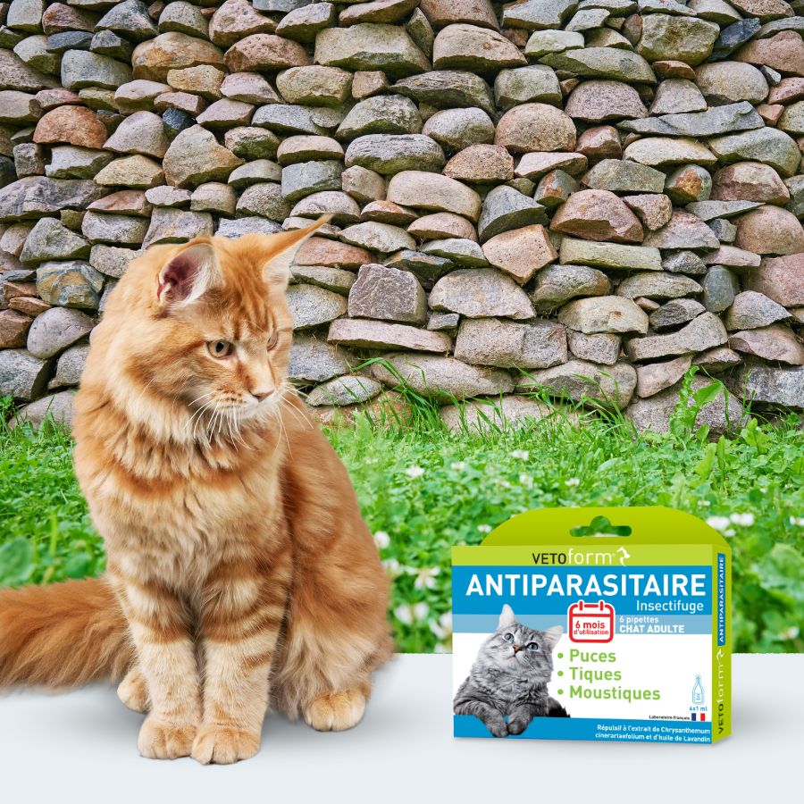 Beaphar Chat Boutique -Beaphar Chat Boutique Vetoform pipettes insectifuge chat 6x1ml 5 53904351 5ecd 46ba 8266 0388014a5d5d